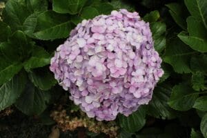 colored hydrangea, nature, colorful flower, natural, on the greyhound, garden, gardening, park, brazil, spring, garden decoration, hormonal plant
